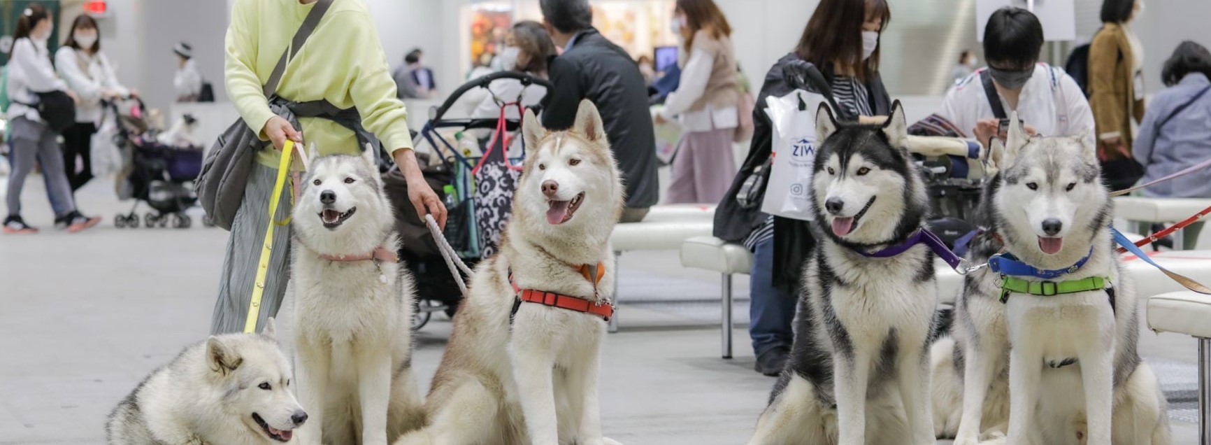 일본 도쿄 인터펫 아시아 박람회 2026 brand image